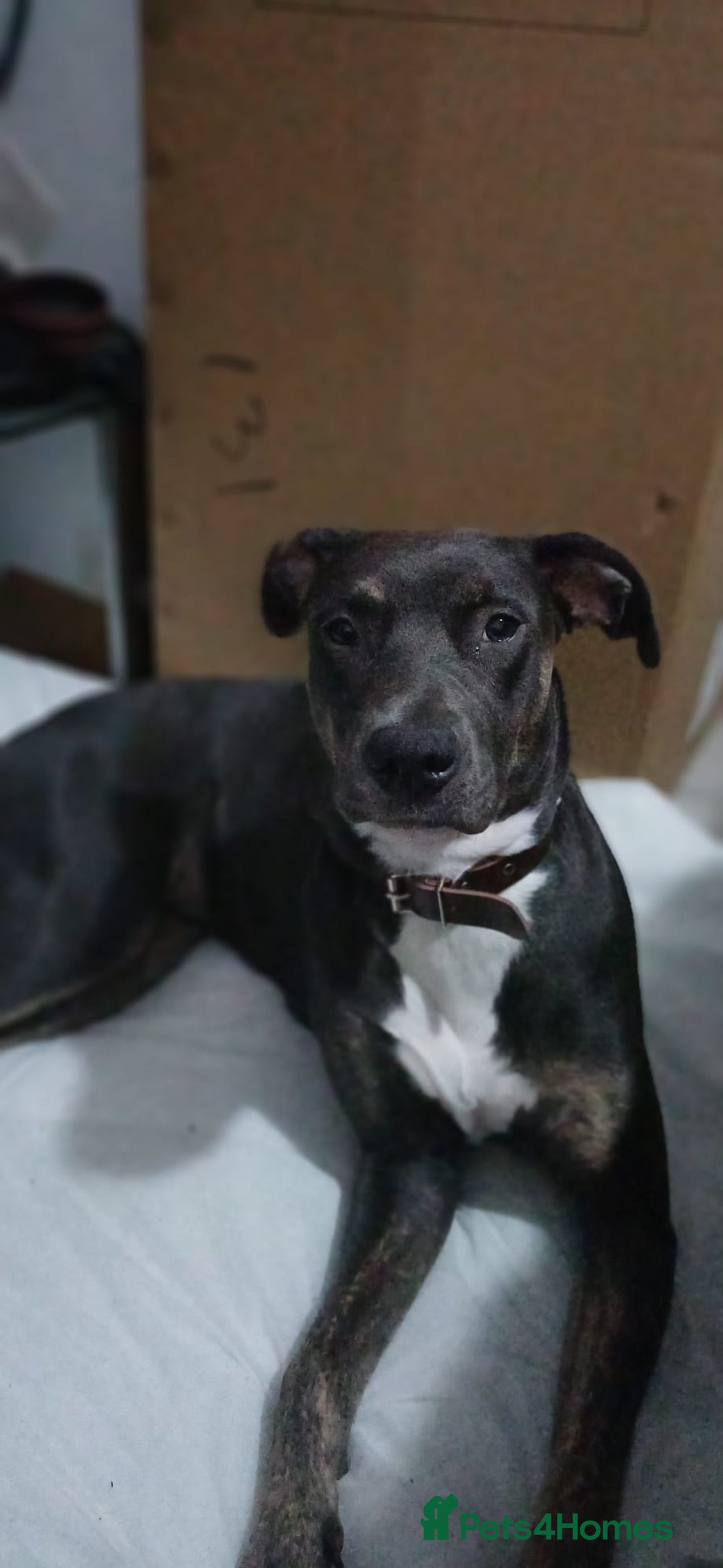 Mixed Breed dogs for sale: Blue need a new home asap - Image 1