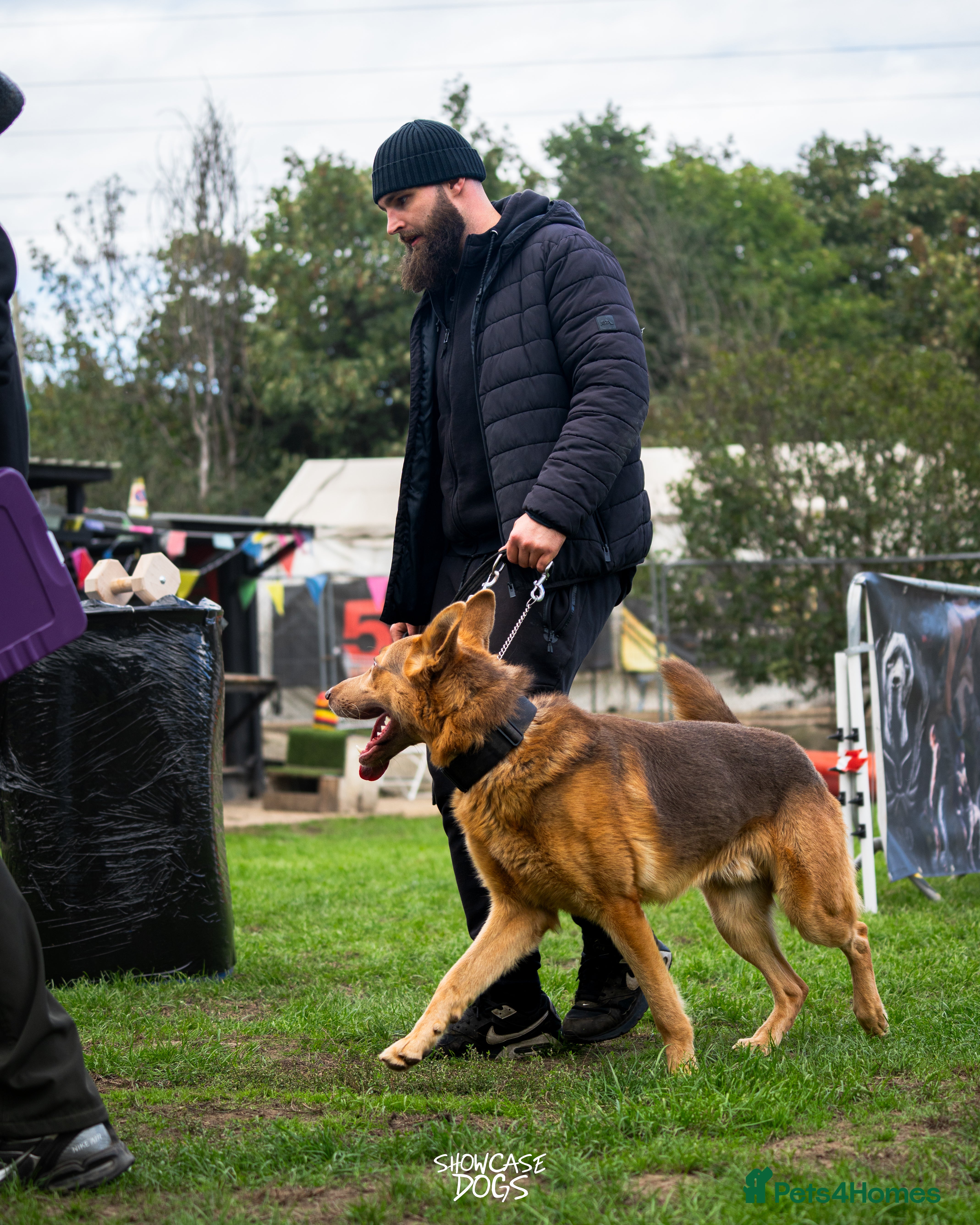 German Shepherd dogs KC Registered Working Line German Shepherd Puppies - Advert 15