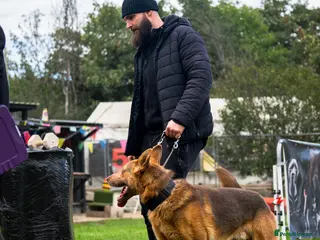 German Shepherd dogs KC Registered Working Line German Shepherd Puppies - Advert 15