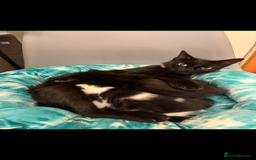 Mixed Breed cats for sale: Mixed breed kittens  - Image 9