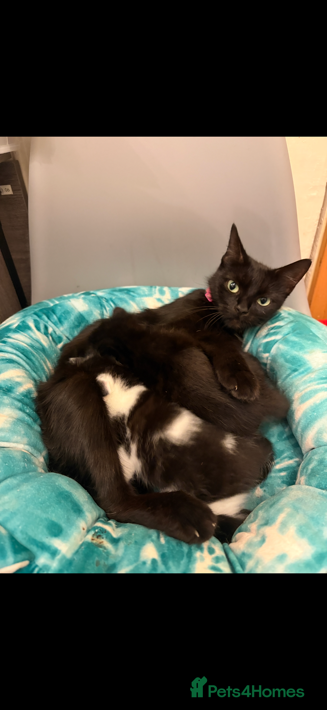 Mixed Breed cats for sale: Mixed breed kittens  - Image 9