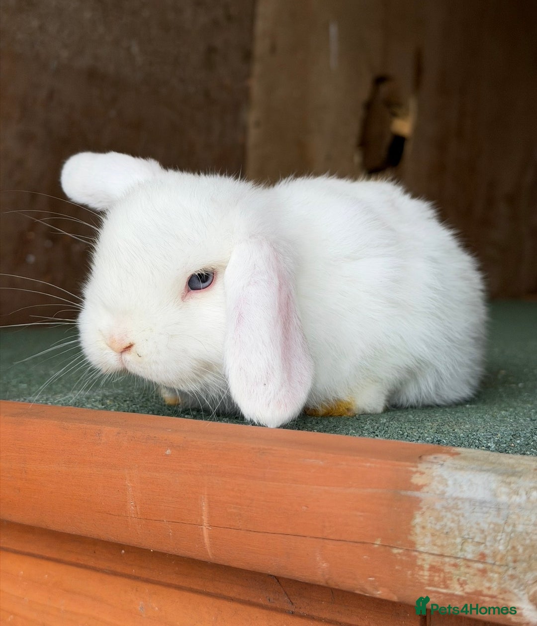 Mini Lop rabbits for sale: Pure mini lop  - Advert 3