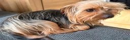 Yorkshire Terrier dogs for sale: 1 year old Yorkie needing a new home  - Advert 2