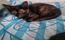 Mixed Breed cats for sale: Mixed Breed Kitten 4 - Somali female kitten for sale - Image 10
