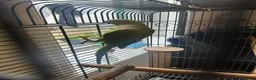 Ringnecks birds for sale: Indain ringneck - Advert 2