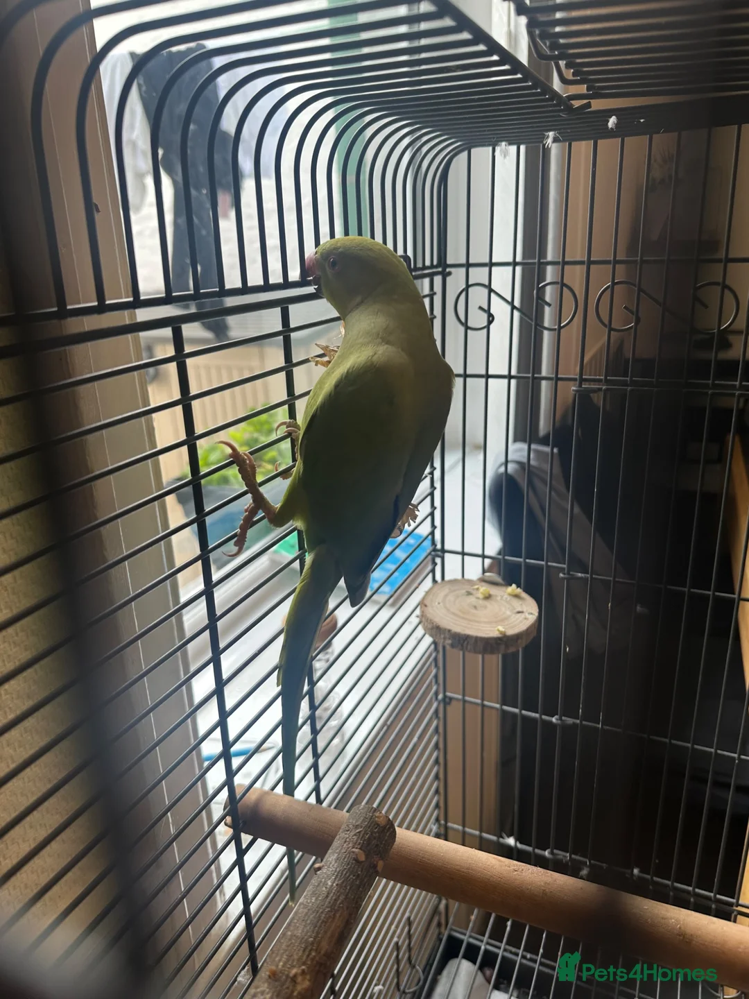 Ringnecks birds for sale: Indain ringneck - Advert 2