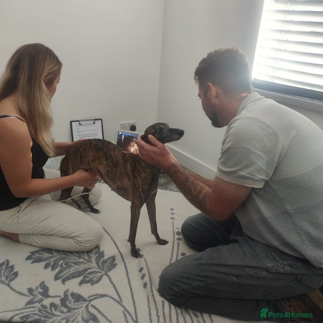 Whippet dogs - Advert 2