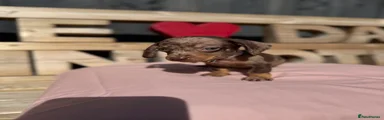 Dachshund 5