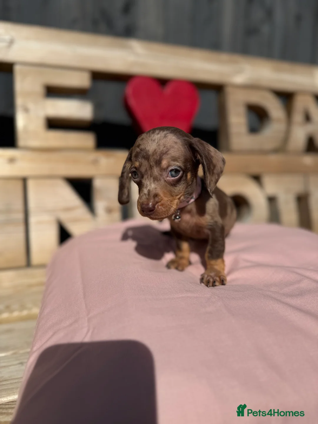 Dachshund dogs for sale: Dutch hound Puppies in Orpington - Advert 2