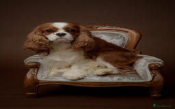 Cavalier King Charles Spaniel dogs for sale: Stunning Cavalier King Charles Spaniels - Image 10