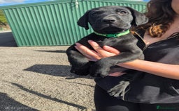 Labrador Retriever dogs for sale: Labrador Puppies  - Image 3