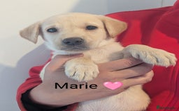 Labrador Retriever dogs for sale: KC Reg, Champion lines Drakeshead in pedigree  - Image 25