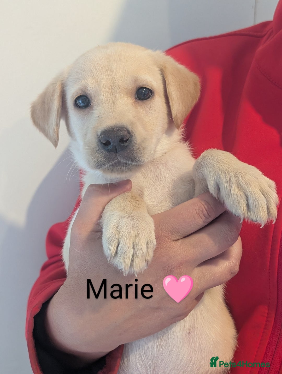 Labrador Retriever dogs for sale: KC Reg, Champion lines Drakeshead in pedigree  - Image 25