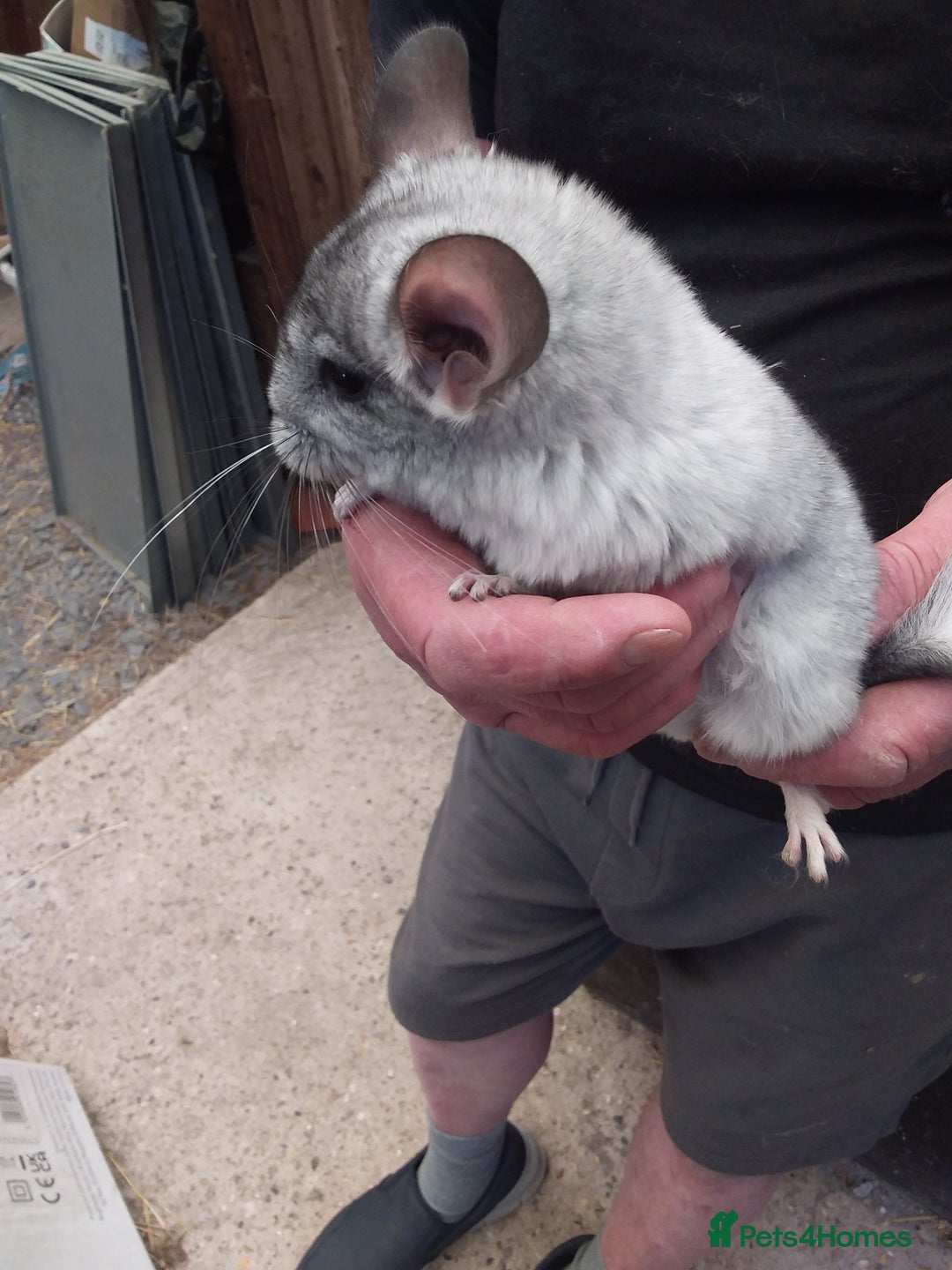 Chinchilla rodents for sale: Pretty girls  - Image 2