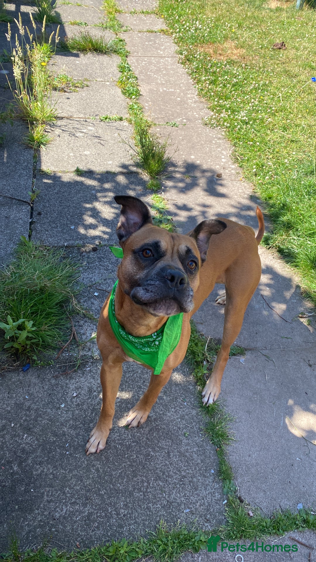 Bullmastiff dogs for sale: Dexter  - Image 3