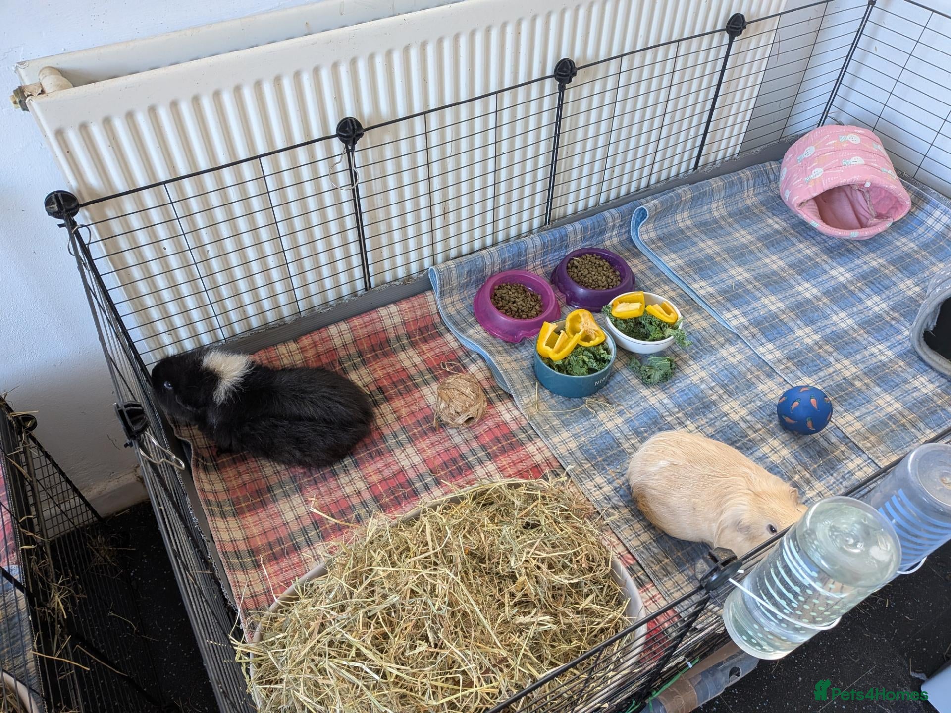 Guinea Pig rodents Pair of Male Guinea Pigs for Sale - Advert 1