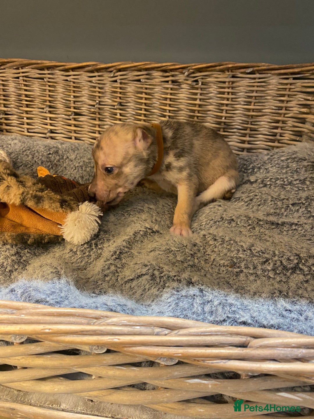 Mixed Breed dogs for sale: Beautiful merle whippet x collie puppies  - Advert 7