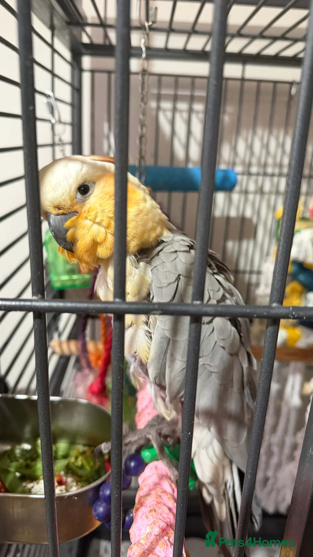 Cockatoo birds for sale: Cockatoo/gala mix - Advert 3