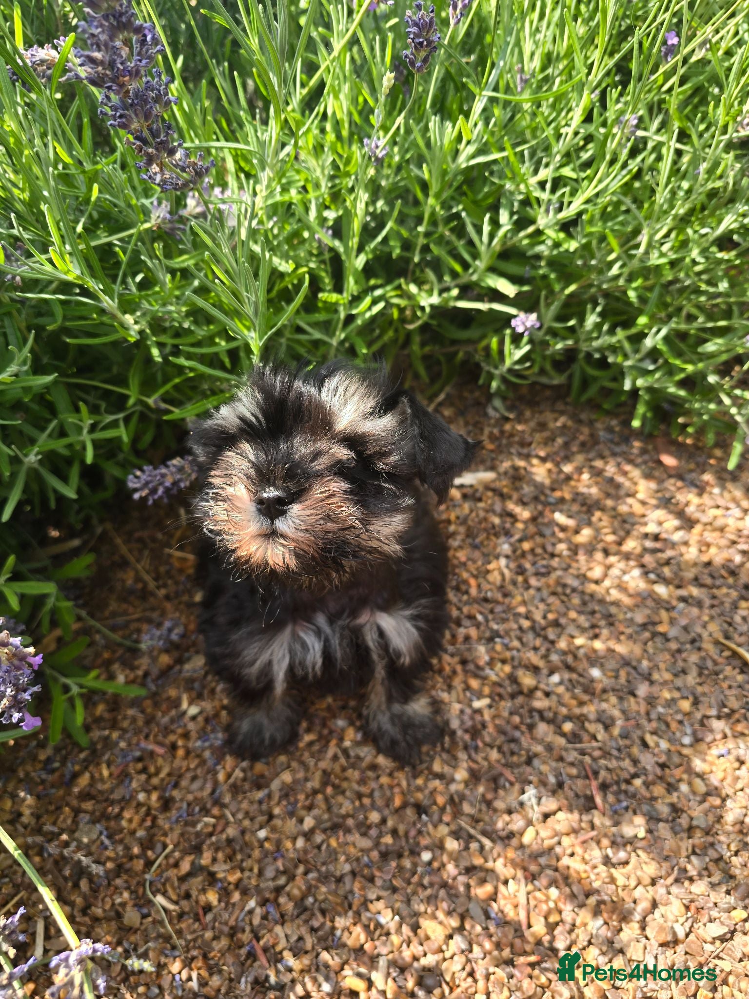 Miniature Schnauzer dogs Ready now Georgous Black &Silver Boy - Advert 13