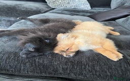 Pomeranian dogs for sale: 2 Pomeranian girls  - Image 7