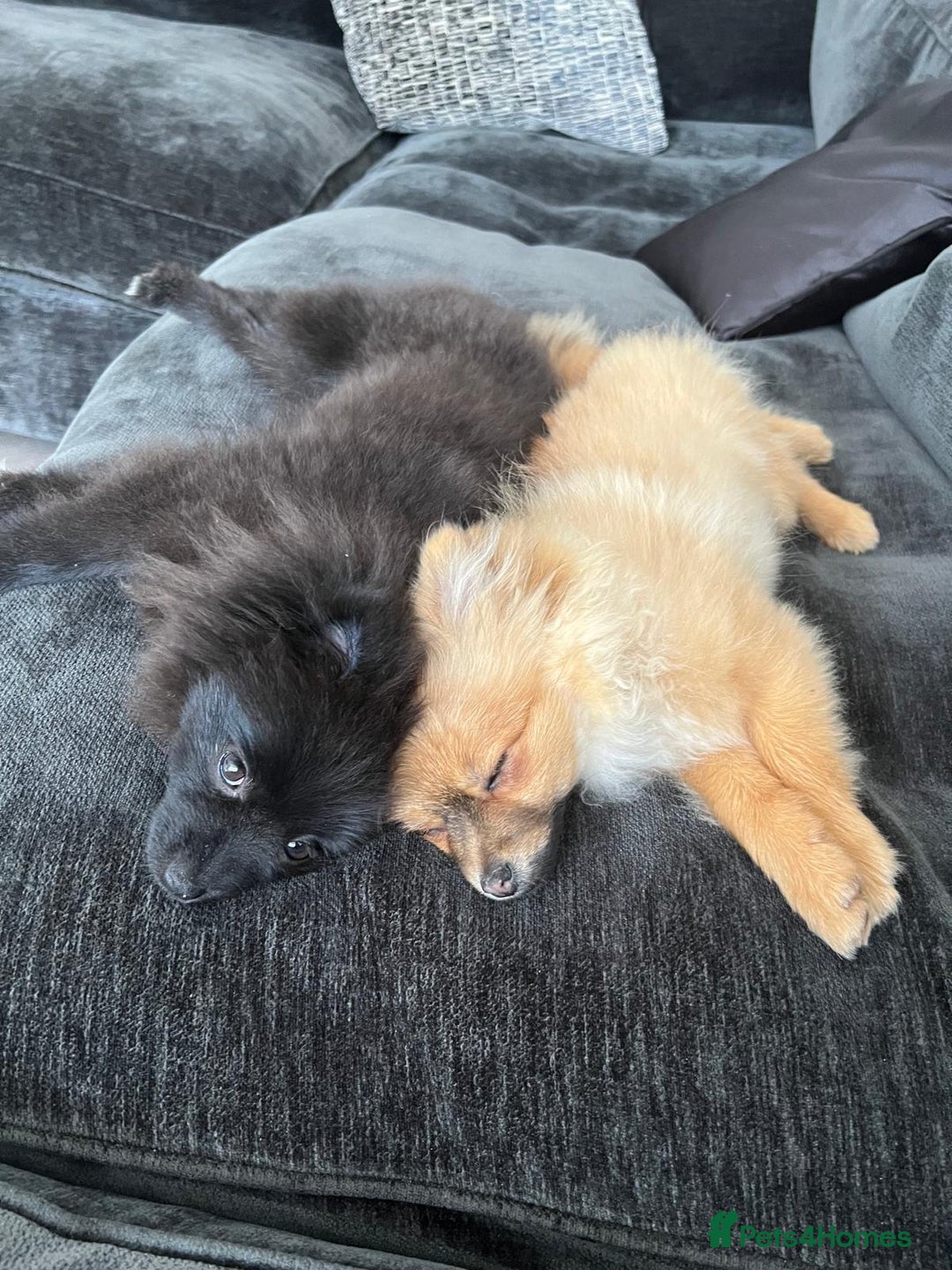Pomeranian dogs for sale: 2 Pomeranian girls  - Image 7