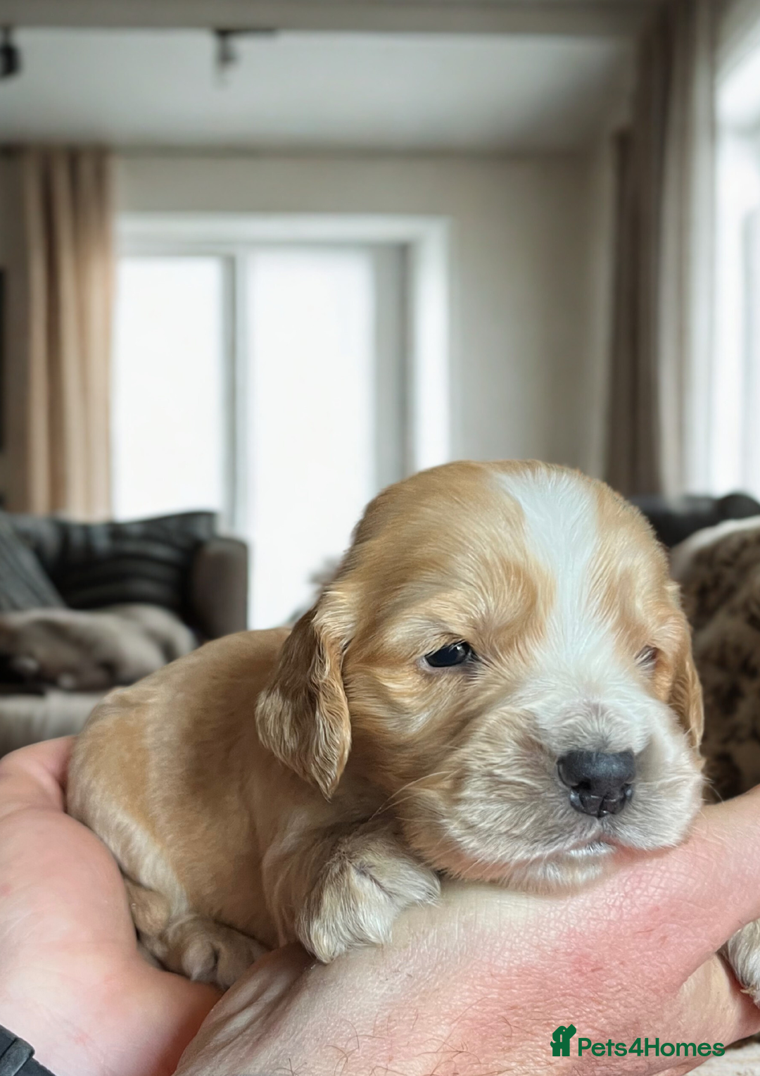 Cockapoo dogs for sale: Beautiful F1 cockapoo puppies  - Advert 2