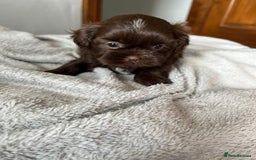 Shihpoo dogs for sale: Shihpoo puppies for sale. - Image 11