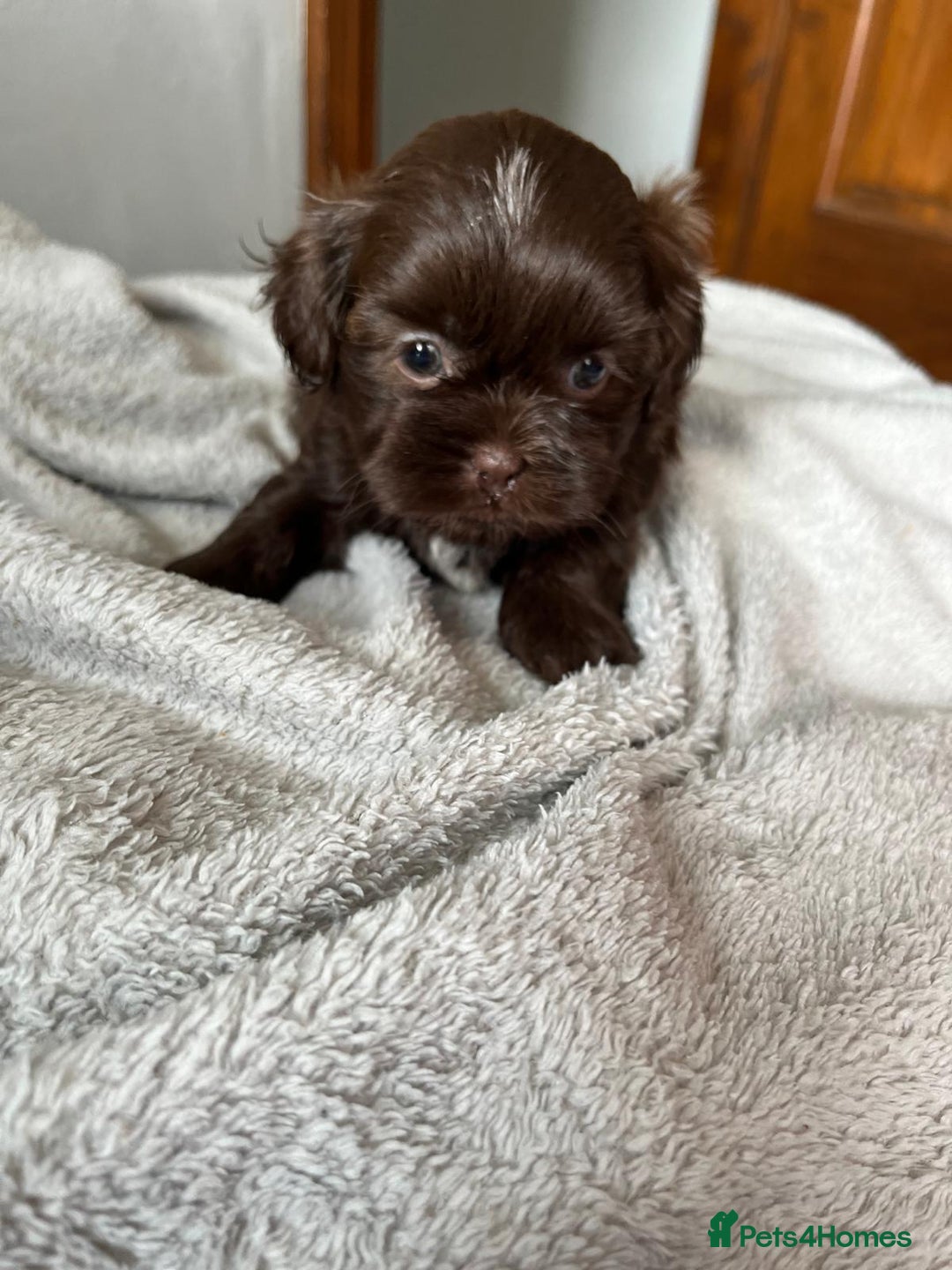 Shihpoo dogs for sale: Shihpoo puppies for sale. - Image 11