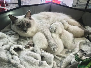 Ragdoll cats Purebred blue point ragdoll kittens - Advert 1