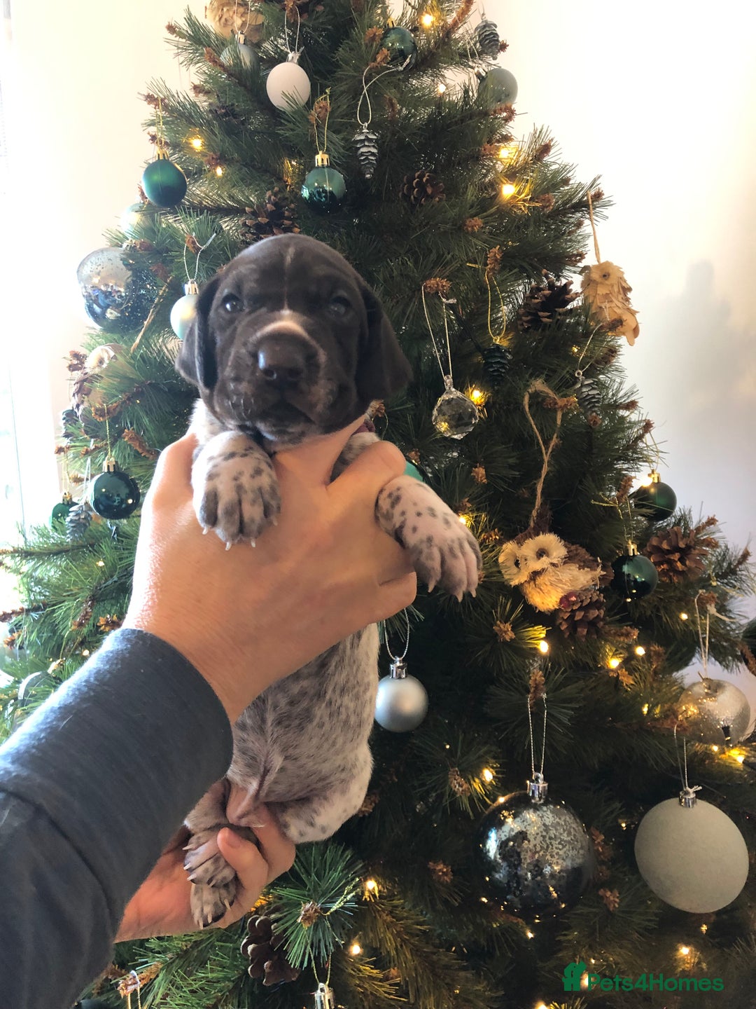 German Shorthaired Pointer dogs for sale: ALL RESERVED  - Advert 17