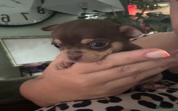Chihuahua dogs for sale: Outstanding Chihuahua Puppies - Very small - Image 3