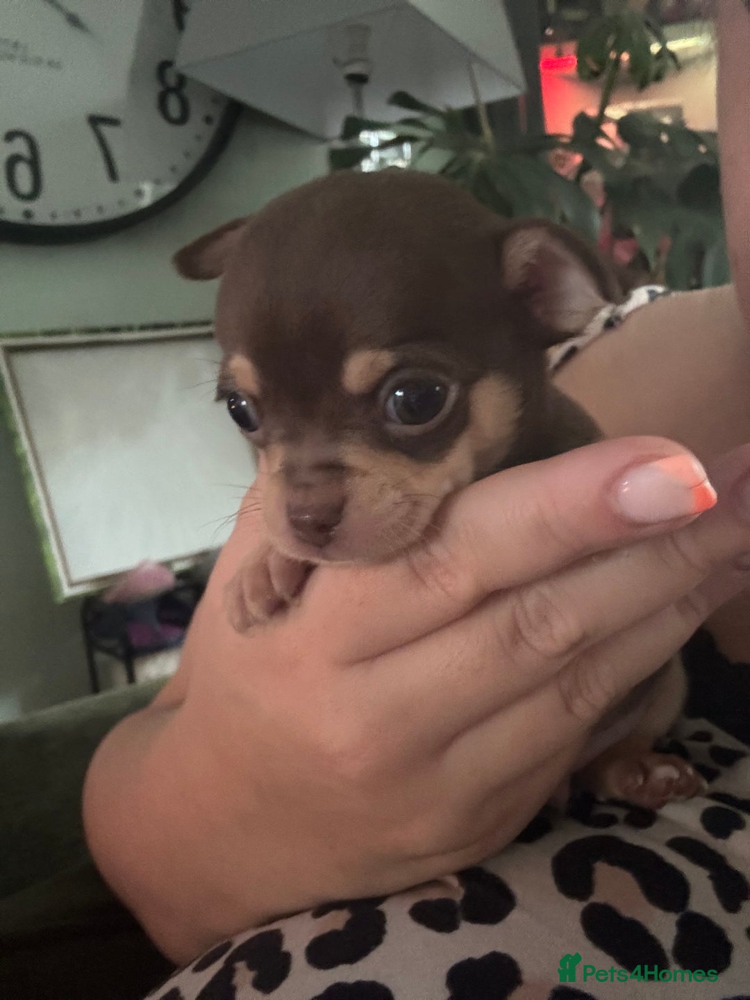 Chihuahua dogs for sale: Outstanding Chihuahua Puppies - Very small - Image 3