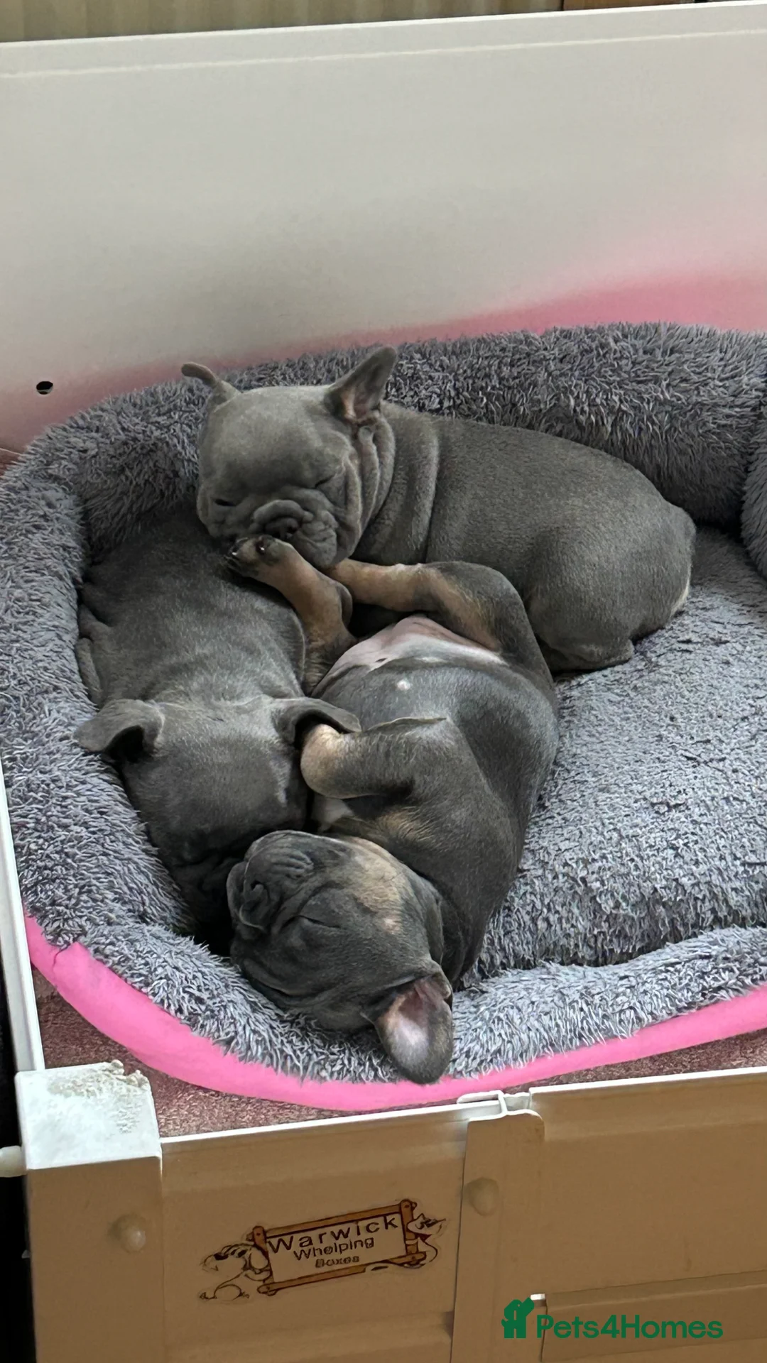 French Bulldog dogs for sale: Playful snuggly Puppies  - Advert 4