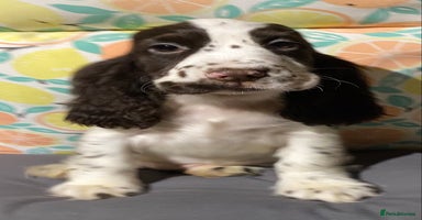 Cocker Spaniel dogs - Advert 5