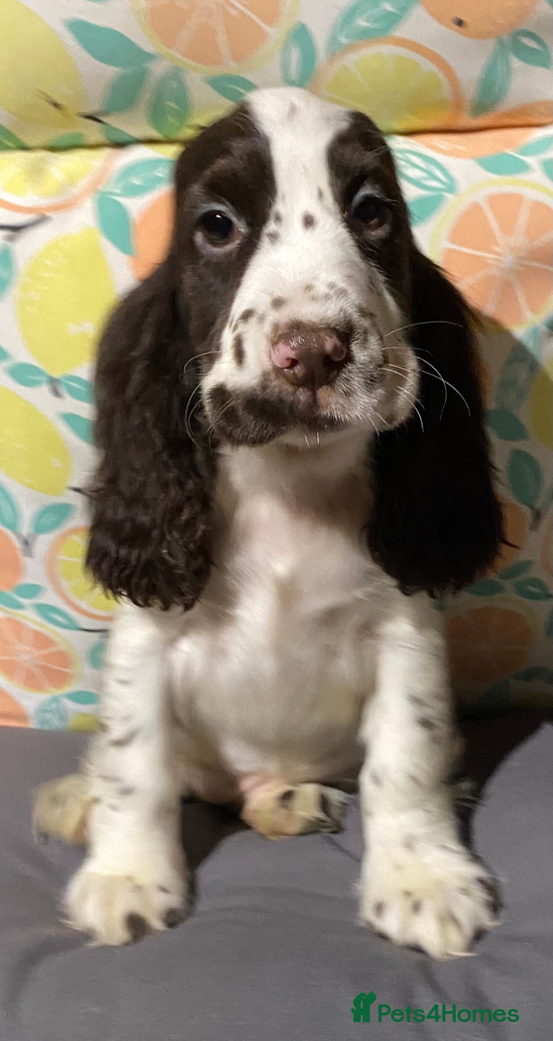 Cocker Spaniel dogs for sale: Outstanding KC Show Cockers 🐾 - Image 9