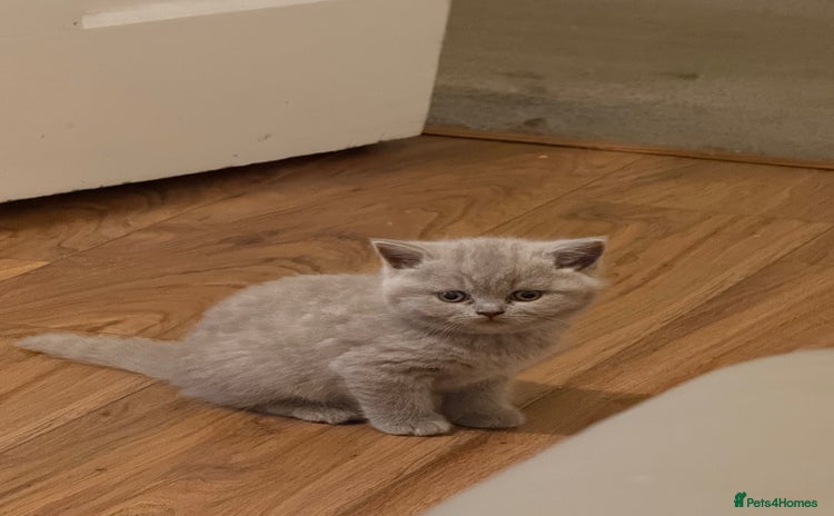 British Shorthair cats - Advert 1