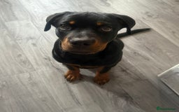 Rottweiler dogs for sale: Rottweiler for sale - Image 6