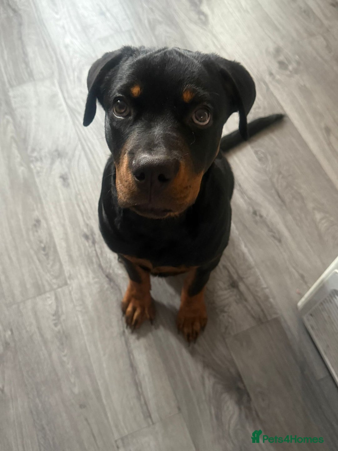 Rottweiler dogs for sale: Rottweiler for sale - Image 6