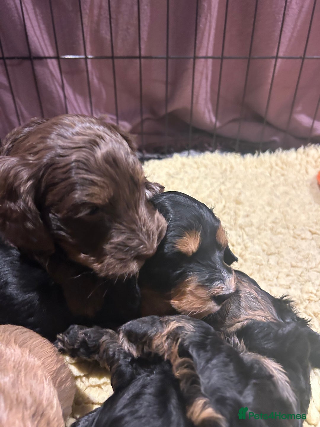 Cockapoo dogs for sale: Cockapoo puppies  - Advert 9