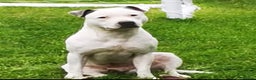 Staffordshire Bull Terrier dogs for sale: 5 staffordshire bull terrier puppies  - Advert 12