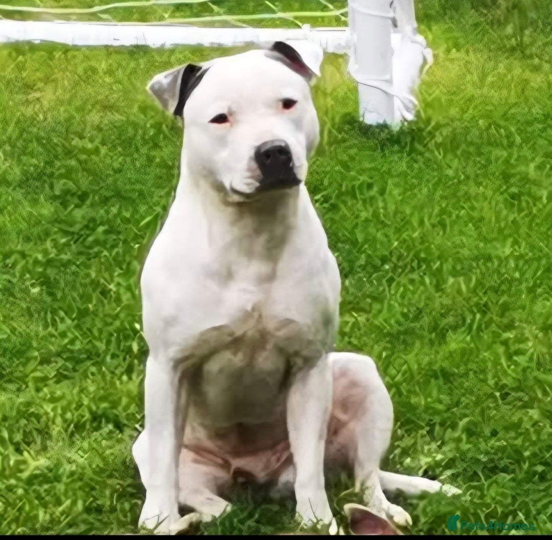 Staffordshire Bull Terrier dogs for sale: 5 staffordshire bull terrier puppies  - Advert 12