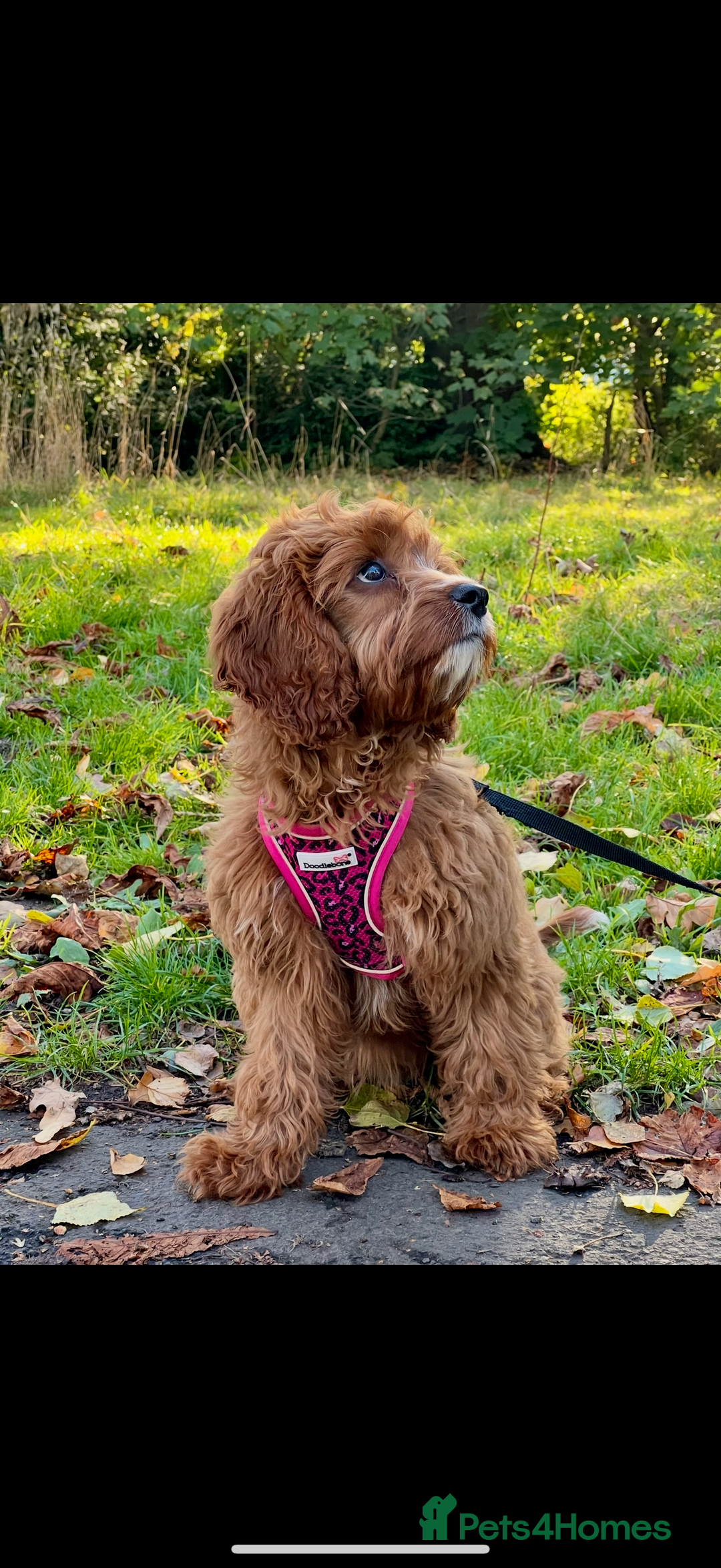 Cavapoo dogs for sale: Cavapoo F1b puppies due in December - Image 13