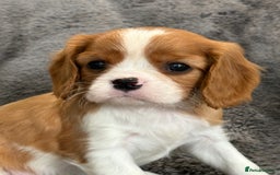 Cavalier King Charles Spaniel dogs for sale: Health Tested cavalier puppies  - Image 13