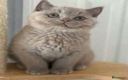 British Shorthair cats for sale: Lilac male ready this week  - Image 4