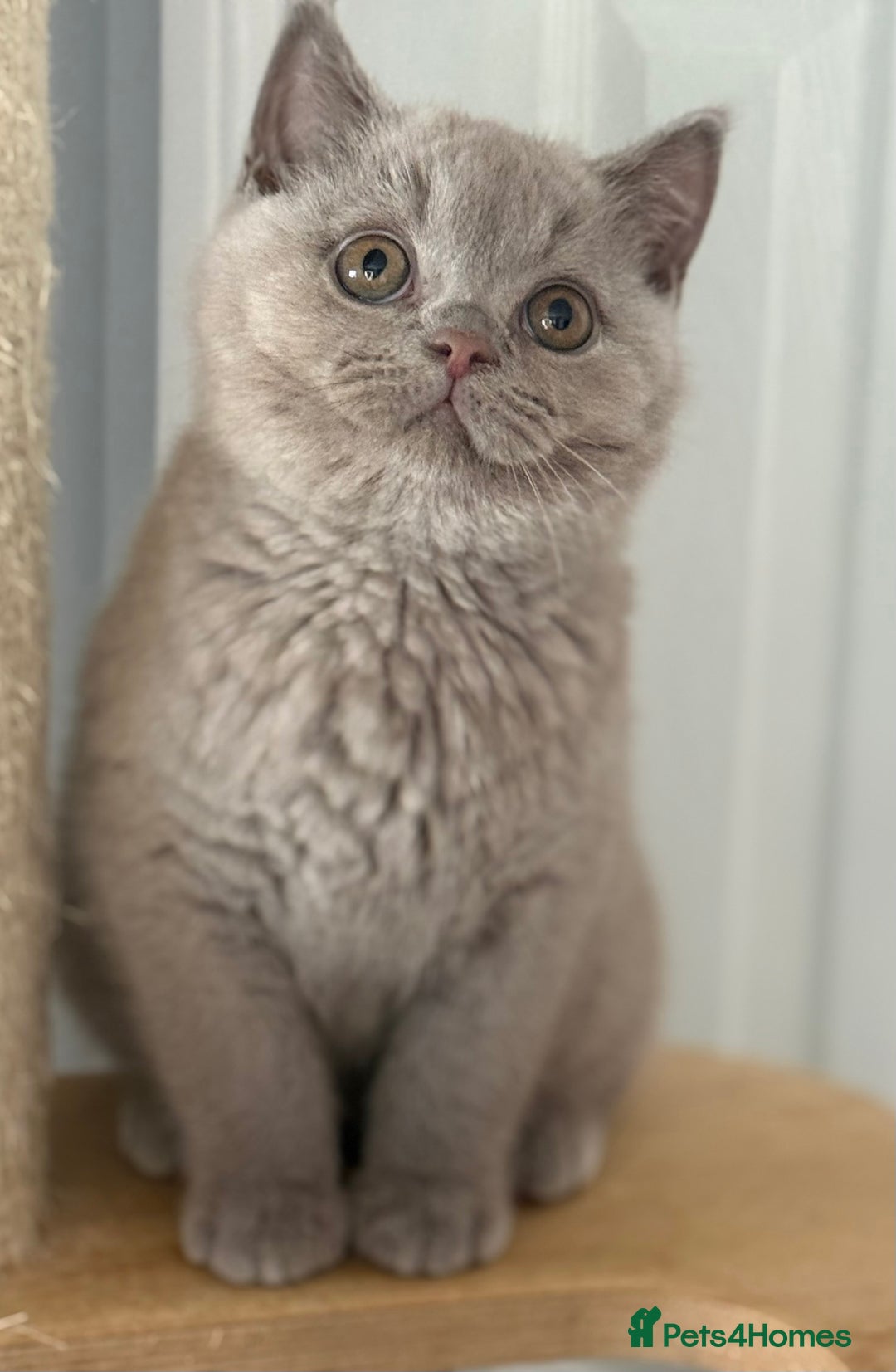 British Shorthair cats for sale: Lilac male ready this week  - Image 4