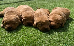 Labrador Retriever dogs for sale: Gorgeous KC Fox Red Labradors 🦊  - Image 2