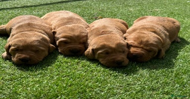 Labrador Retriever dogs - Advert 15