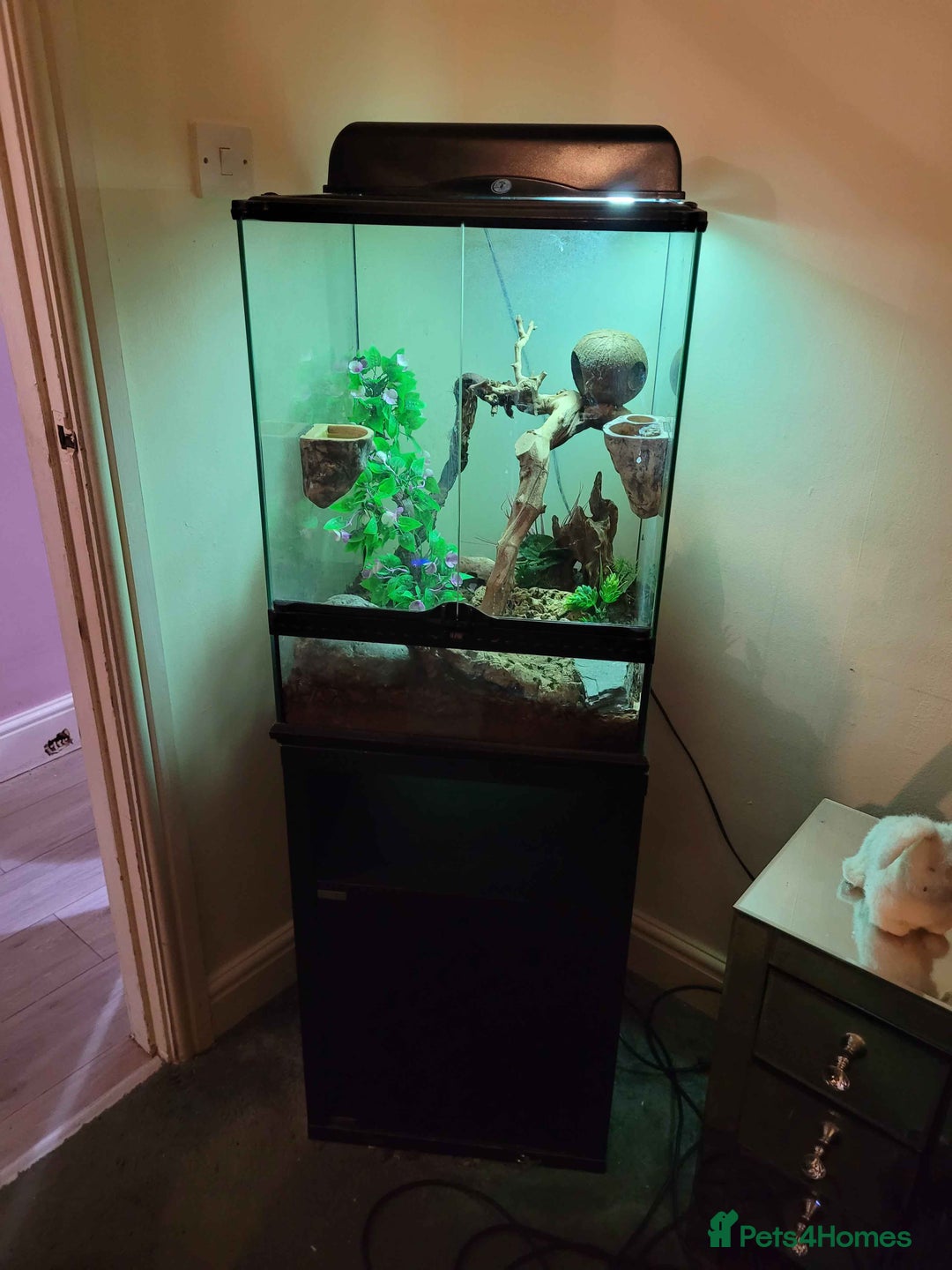 Gecko reptiles for sale: Crested gecko(Full Set Up) - Advert 2