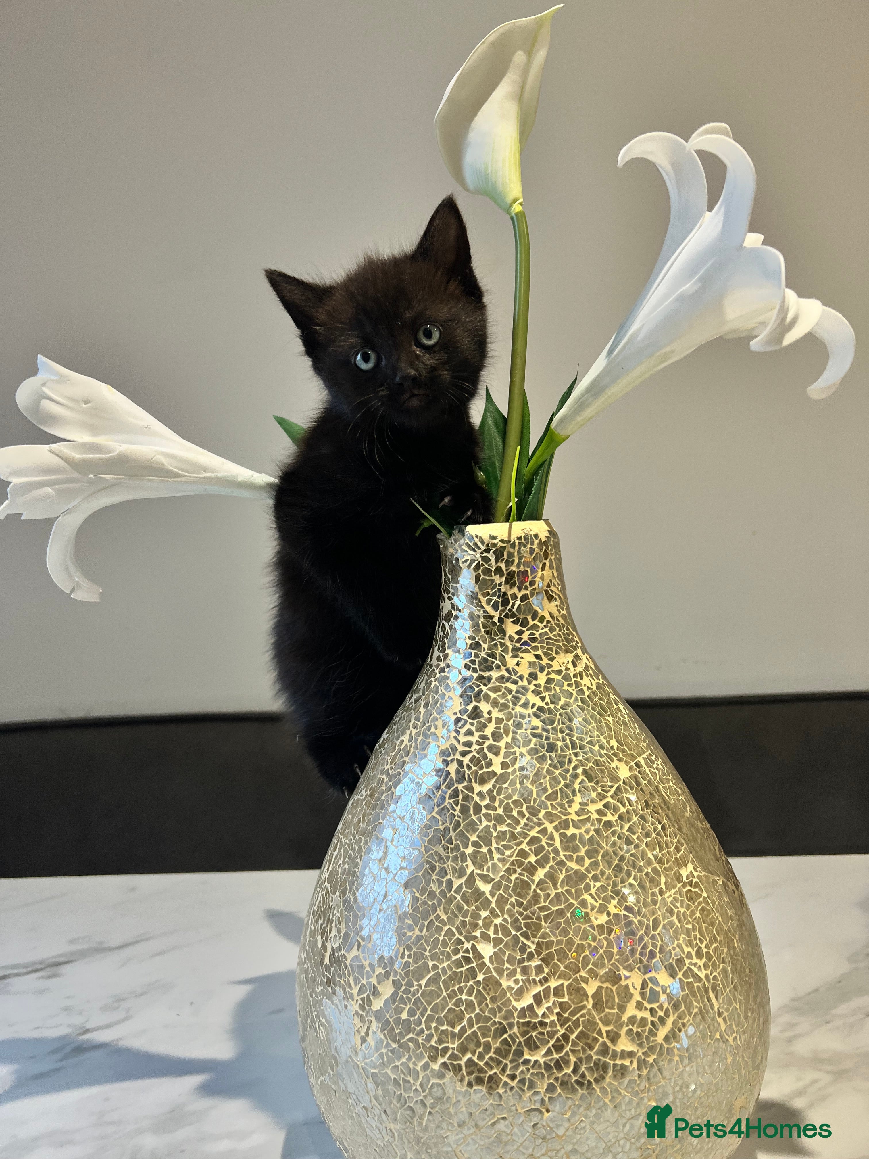 Mixed Breed cats 2 Adorable Kittens - Advert 12