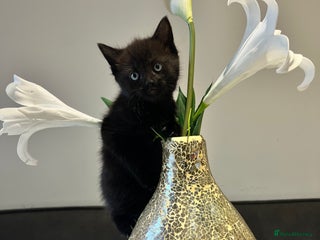 Mixed Breed cats 2 Adorable Kittens - Advert 12